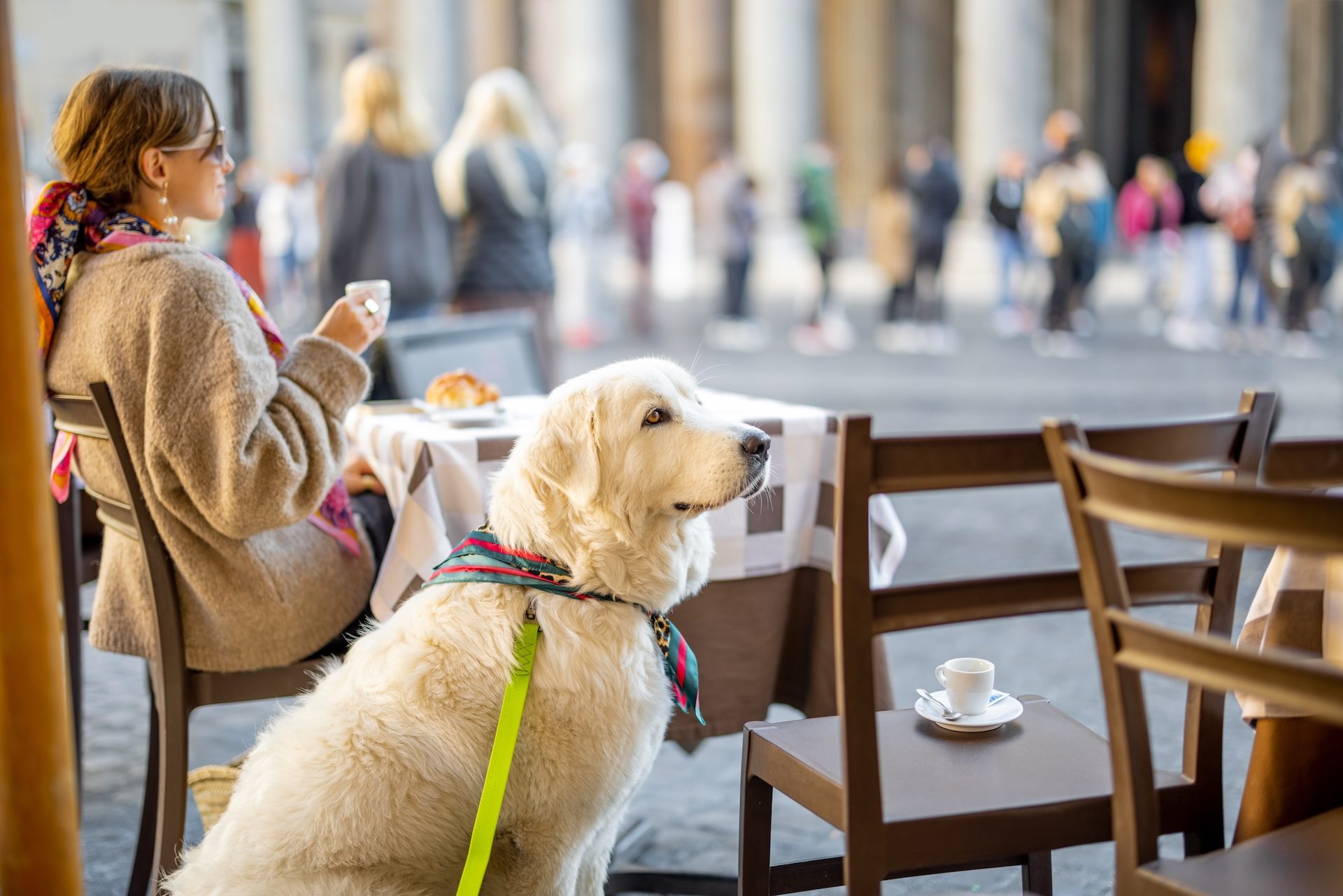 Pet Travel Three